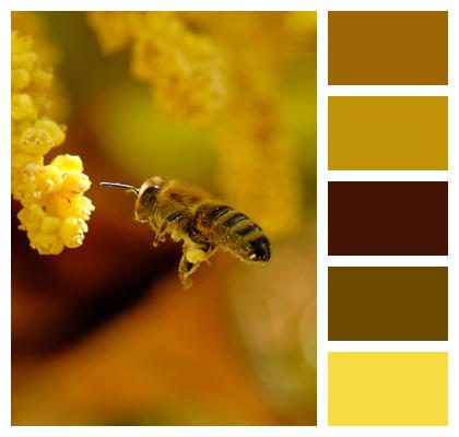 Phone Wallpaper Flower Bee Image